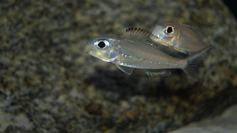 Xenotilapia ornatipinnis 'Burundi'